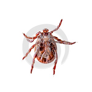 Encephalitis Virus or Lyme Disease Infected Tick Arachnid Insect Pest Crawling on White Background