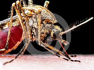 Encephalitis, Yellow Fever, Malaria Disease, Mayaro or Zika Virus Infected Culex Mosquito Parasite Insect Isolated on Black photo