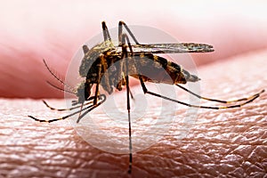 Encephalitis, Yellow Fever, Malaria Disease, Mayaro or Zika Virus Infected Culex Mosquito Parasite Insect on Skin Macro photo