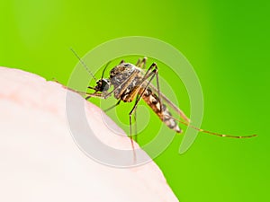 Encephalitis, Yellow Fever, Malaria Disease or Zika Virus Infected Culex Mosquito Parasite Insect Macro