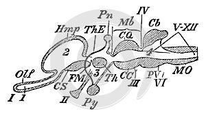 Encephalon, vintage illustration