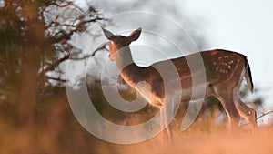 Enchanted Dawn: Young Deer Explore the Field