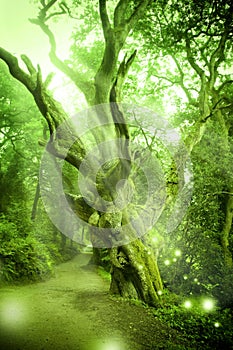 Enchanted Forest photo