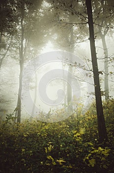 Enchanted forest background with fog