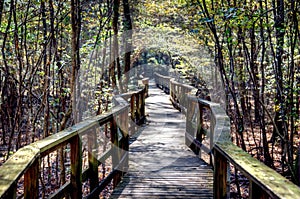 Enchanted Forest Boardwalk