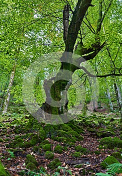 Enchanted forest covered in moss