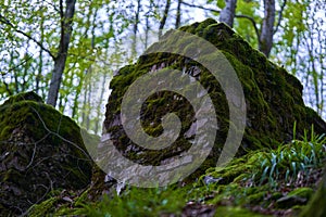 Enchanted forest covered in moss