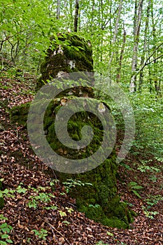 Enchanted forest covered in moss