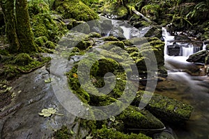 Enchanted Forest and creek near Torc Waterfall, Killarney National Park, County Kerry, Ireland.