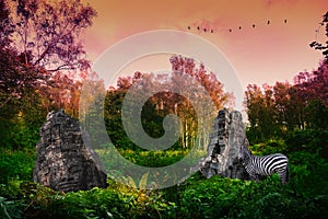 Enchanted forest. Fantasy. Zebra beside sunken ruins of Angkor. Surreal change in autumn landscape. Imagination, orange colors.