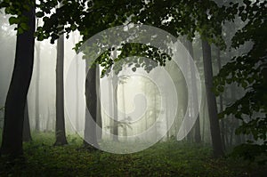 Enchanted forest with fog