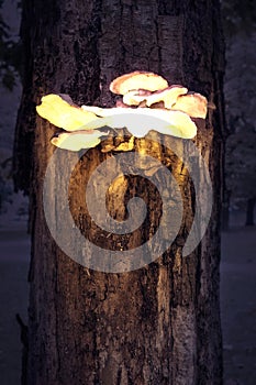 Enchanted forest. Glowing mushrooms on a trunk tree at night.