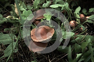 Enchanted Forest Ireland, Rustic Wild Mushrooms and Clover Mystical Forest Vegetation, Beautiful Nature. Irish Celtic, Mystical