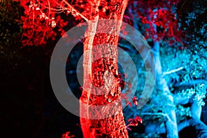 Enchanted forest of light - brightly illuminated tree trunk in a park