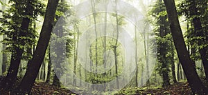 Enchanted forest panorama with mist and green foliage