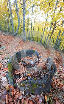 Enchanted forest in Portugal, small mushrooms and autumn vibe