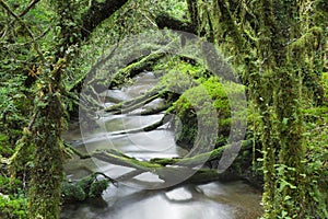 Enchanted Forest, Queulat National Park, Chile photo