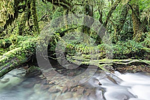 Enchanted Forest, Queulat National Park, Chile photo