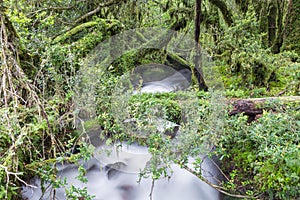 Enchanted Forest, Queulat National Park, Chile photo