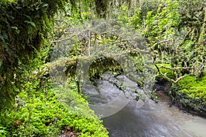 Enchanted Forest, Queulat National Park, Chile photo