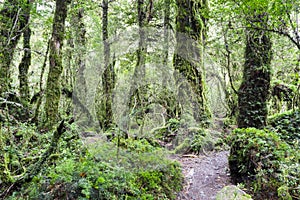 Enchanted Forest, Queulat National Park (Chile) photo