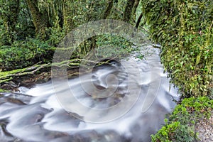 Enchanted Forest, Queulat National Park (Chile)