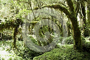 Enchanted Forest - Queulat National Park - Chile