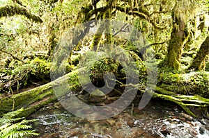 Enchanted Forest - Queulat National Park - Chile photo