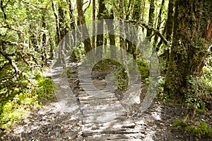 Enchanted Forest - Queulat National Park - Chile photo