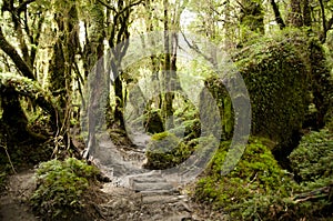 Enchanted Forest - Queulat National Park - Chile photo
