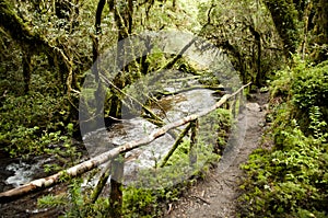 Enchanted Forest - Queulat National Park - Chile