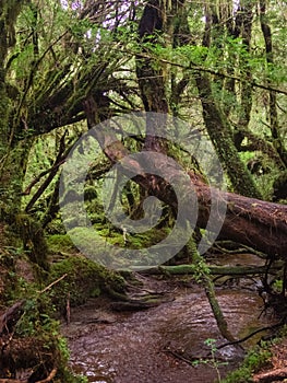 Enchanted Forest, Queulat National Park Chile photo