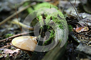 Enchanted Forest, Wild Mushroom and Tree Root Lichen, Ancient Rustic Forest of Canada, Mystical Woods, Irish, Ireland