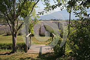 Enchanted landscape with lavender field