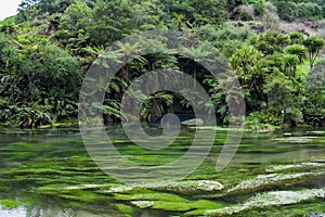 Enchanted landscape with pure clear waterand and a magical blue pool surronded by forest trees photo