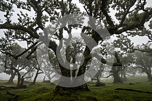 Enchanted laurel forest in the mist