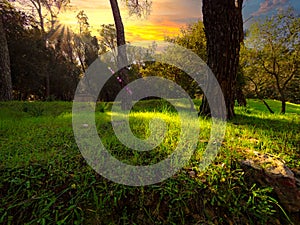 enchanted magical forest forest with flare and sunset sky