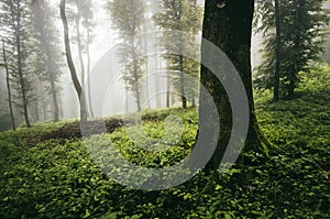 Enchanted magical green forest with fog