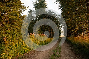 Enchanted Pathways: Majestic Forest Road in Summer Morning