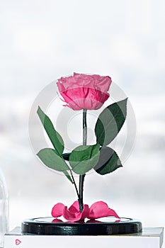 Enchanted pink rose on white background. Beauty and the Beast Rose. Preserved rose, preserved flower