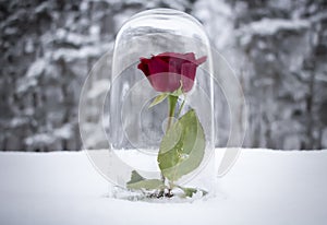 Enchanted Red Rose Under Glass