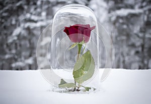 Enchanted Red Rose Under Glass photo