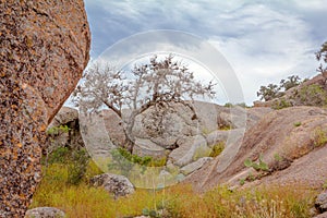 Enchanted Rock Tree