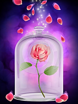 Enchanted Rose photo
