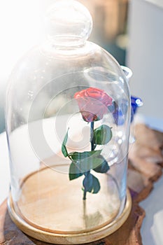 A enchanted rose in the glass covering.