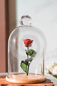 A enchanted rose in the glass covering.