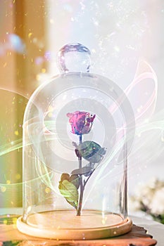 A enchanted rose in the glass covering.