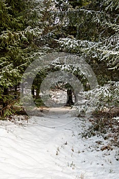 Enchanted Snowscape: Exploring Pokainu Mezs\' Snowy Fir Forest Path in Latvija