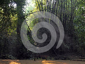 Enchanted Summer Morning Forrest