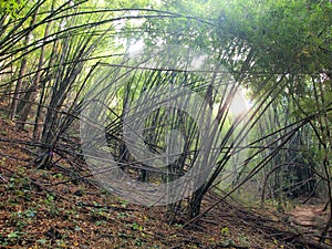 Enchanted Summer Morning Forrest